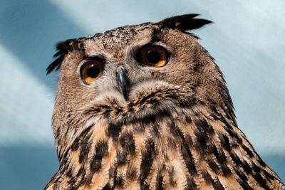 Close-up portrait of Flaco the owl while still in captivity
