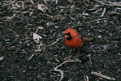 A male Northern Cardinal on a ground covered in old wood chips
