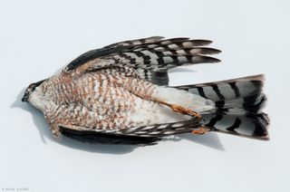 A dead Cooper’s hawk lying on its back on a white background