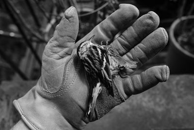 Open gloved hand holding dead black and white warbler